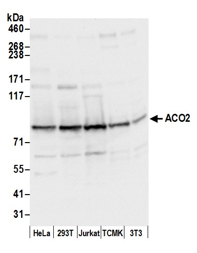 Detection of human and mouse ACO2 by western blot.