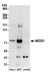 Detection of human NEDD1 by western blot.