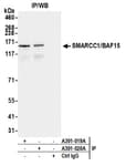 Detection of human SMARCC1/BAF155 by western blot of immunoprecipitates.