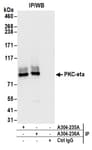 Detection of human PKC-eta by western blot of immunoprecipitates.