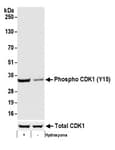 Detection of human Phospho CDK1 (Y15) by western blot.