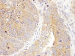 Detection of mouse Septin 7 by immunohistochemistry.