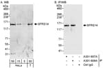 Detection of human SFRS14 by western blot and immunoprecipitation.
