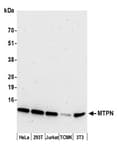 Detection of human and mouse MTPN by western blot.