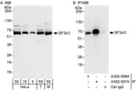 Detection of human and mouse SF3A3 by western blot (h&amp;m) and immunoprecipitation (h).