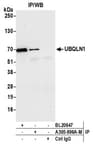 Detection of human UBQLN1 by western blot of immunoprecipitates.