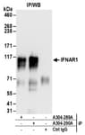 Detection of human IFNAR1 by western blot of immunoprecipitates.