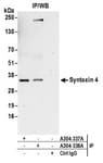 Detection of human Syntaxin 4 by western blot of immunoprecipitates.