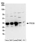 Detection of human and mouse TTC33 by western blot.