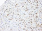 Detection of mouse MCM3 by immunohistochemistry.