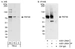 Detection of human PAF49 by western blot and immunoprecipitation.