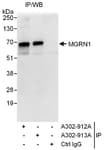 Detection of human MGRN1 by western blot of immunoprecipitates.