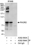Detection of human PIK3R2 by western blot of immunoprecipitates.
