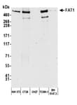 Detection of mouse FAT1 by western blot.