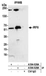 Detection of mouse IRF8 by western blot of immunoprecipitates.