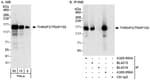 Detection of human THRAP3/TRAP150 by western blot and immunoprecipitation.