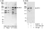 Detection of human and mouse APC1 by western blot (h&amp;m) and immunoprecipitation (h).