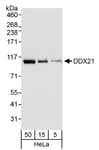 Detection of human DDX21 by western blot.