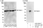 Detection of human and mouse PSMC1 by western blot (h and m) and immunoprecipitation (h).