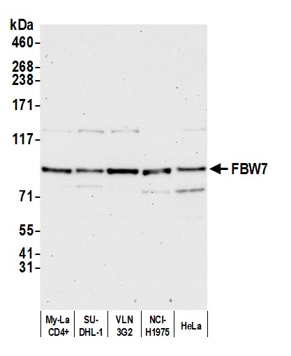 Rabbit anti-FBW7 Antibody, Affinity Purified