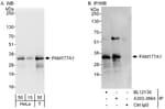 Detection of human FAM177A1 by western blot and immunoprecipitation.