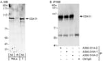 Detection of human CDK11 by western blot and immunoprecipitation.