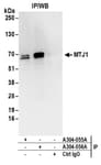 Detection of human MTJ1 by western blot of immunoprecipitates.