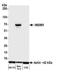 Detection of mouse INSM1 by western blot.