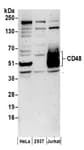 Detection of human CD48 by western blot.