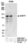 Detection of human GIGYF1 by western blot of immunoprecipitates.