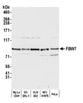 Detection of human FBW7 by western blot.