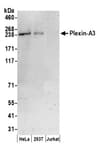 Detection of human Plexin-A3 by western blot.