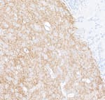 Detection of human Tyrosine Hydroxylase in FFPE mouse brain by immunohistochemistry.