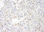 Detection of mouse MCAF by immunohistochemistry.