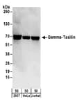 Detection of human Gamma-Taxilin by western blot.