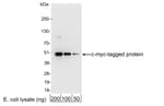 Detection of c-myc-tagged protein by western blot.