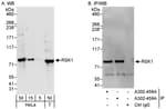 Detection of human RSK1 by western blot and immunoprecipitation.