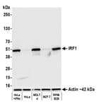 Detection of human IRF1 by western blot.