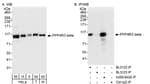 Detection of human and mouse PPP4R3 Beta by western blot (h&amp;m) and immunoprecipitation (h).
