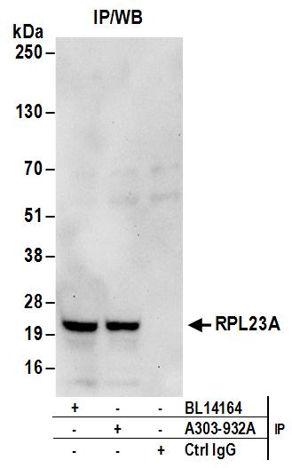 Detection of human RPL23A by western blot of immunoprecipitates.