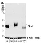 Detection of mouse PD-L1 by western blot.