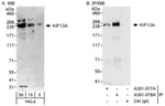 Detection of human KIF13A by western blot and immunoprecipitation.