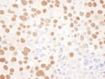 Detection of mouse NF45 by immunohistochemistry.