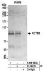 Detection of human KCTD3 by western blot of immunoprecipitates.