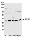 Detection of human and mouse ATP5C1 by western blot.