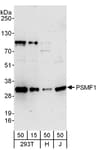 Detection of human PSMF1 by western blot.