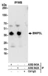 Detection of human BNIP3L by western blot of immunoprecipitates.