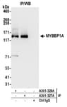 Detection of human MYBBP1A by western blot of immunoprecipitates.