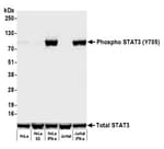 Detection of human Phospho STAT3 (Y705) by western blot.