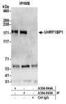 Detection of human UHRF1BP1 by western blot of immunoprecipitates.
